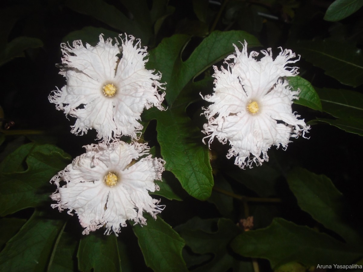 Trichosanthes bracteata (Lam.) Voigt